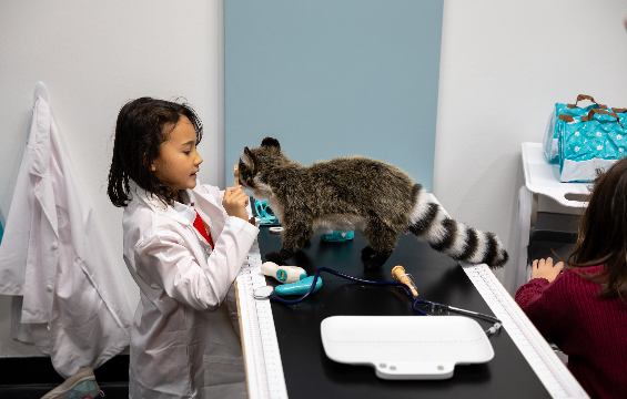 Une petite fille vêtue d'un sarrau examine un raton laveur en peluche.